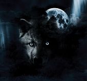stock photo of animals  - Eerie night scene with a black wolf and full moon - JPG 