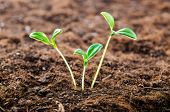 picture of nature  - Green seedlings in new life concept - JPG 