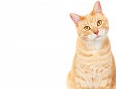 picture of animals  - Ginger Cat isolated over white background - JPG 