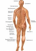 picture of anatomy  - Vector medical illustration of human nervous system anatomy - JPG 