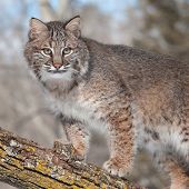 stock photo of animals  - Bobcat  - JPG 