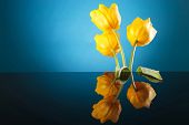 picture of reflexion  - colorful image of the back of three yellow tulips with reflexion on a table - JPG 
