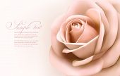 pic of beauty  - Vintage background with beautiful pink rose - JPG 