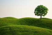 foto of cgi  - 3d rendering of a green field with an elm tree - JPG 