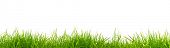 stock photo of nature  - Fresh spring green grass panorama isolated on white background - JPG 
