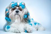image of dog  - Shih tzu dog with curlers - JPG 