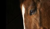 pic of horse  - profile of horse - JPG 
