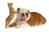 picture of dog  - cat and dog  - JPG 