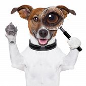 stock photo of animals  - dog with a magnifying glass and searching - JPG 