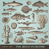 pic of food  - vector set - JPG 