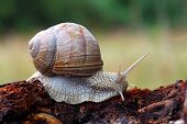 picture of nature  - Snail in nature on the branch  - JPG 