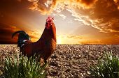 picture of sunset  - red rooster is on the plowed field - JPG 