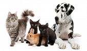 stock photo of dog  - Group of cats and dogs and rabbit - JPG 