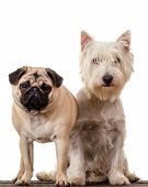 picture of pals  - A pug and a west highlands white terrier dog pals - JPG 