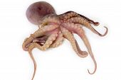 pic of over white  - alive octopus shot over white background with clipping patn - JPG 