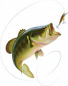 picture of illustration  - Largemouth bass is jumping to catch a bait - JPG 