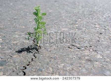 Poster: A Crack In The Asphalt