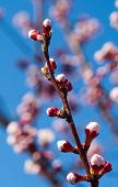 pic of blue sky  - beautiful cherry tree on blue sky - JPG 