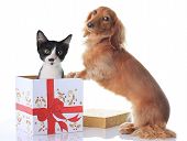 image of pals  - Puppy and kitten and the Christmas present - JPG 