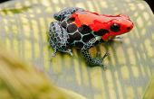 stock photo of animals  - tropical pet frog - JPG 