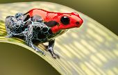 stock photo of animals  - red poison arrow frog - JPG 