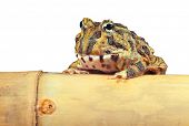 picture of animals  - Pacman frog or toad isolated - JPG 