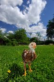 image of curiosity  - A cute baby chicken standing on green lawn and looking at camera with curiosity - JPG 