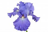 foto of iris  - Flower of iris lat - JPG 