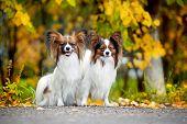 pic of stay  - two Papillon dogs stay on the road in the autumn - JPG 