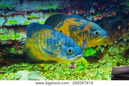 Poster: Astronotus Ocellatus Oscar Fish Swimming