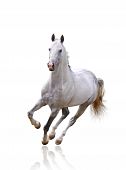 image of equine  - white horse on white color background isolated - JPG 
