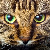 pic of curiosity  - Close - JPG 