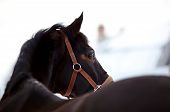 pic of horse  - Portrait of a horse - JPG 