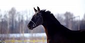 image of horse  - Portrait of a horse - JPG 