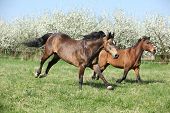 stock photo of quarter horse  - Quarter horse and hutsul running in front of flowering plum trees - JPG 