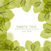 picture of construction  - fresh green leaves border on white background - JPG 