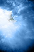 picture of peace  - a white dove symbol of peace in heavenly sky - JPG 