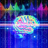 stock photo of cerebellum  - brain - JPG 