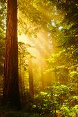 picture of opulence  - Inspiring Redwoods  - JPG 