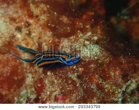 Poster: Nudibranchs Are A Group Of