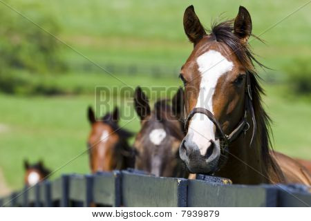 Picture or Photo of A horse ranch in Kentucky USA with horses standing along a fence.