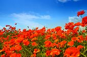 pic of blue sky  - Wild red poppies under the blue summer sky - JPG 