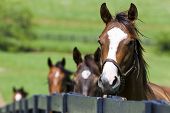 foto of horse  - A horse ranch in Kentucky USA with horses standing along a fence - JPG 