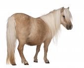 stock photo of equus caballus  - Palomino Shetland pony Equus caballus 3 years old standing in front of white background - JPG 