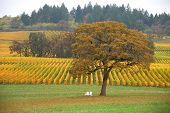 picture of wonder  - What a wonderful spot to sit under the majestic oak tree and look out at the winery in its fall colors - JPG 