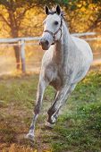 foto of horse  - Portrait of a running horse - JPG 