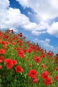 picture of nature  - Poppies hill and sunny sky - JPG 