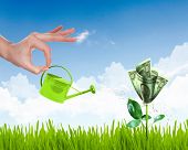 stock photo of money  - Human hand with a pot watering growing money tree - JPG 