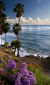 picture of beach  - Laguna Beach vista with flowers - JPG 