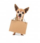 picture of pals  - a cute chihuahua holding a homeless or will work sign - JPG 